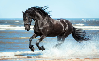 Ultimate Dressage Ster Stallion, Legend Friesians for Provo, UT